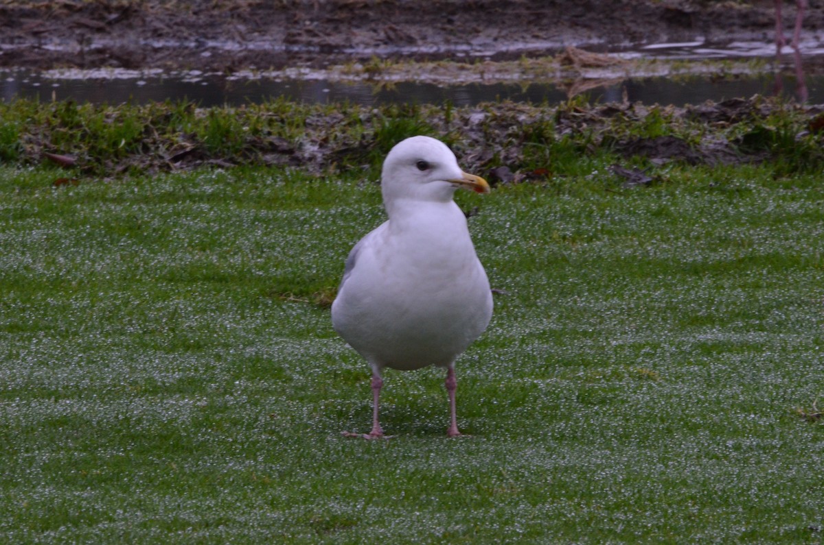 Iceland Gull (Thayer's) - ML292926861