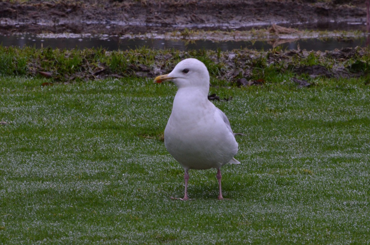 Iceland Gull (Thayer's) - ML292927111