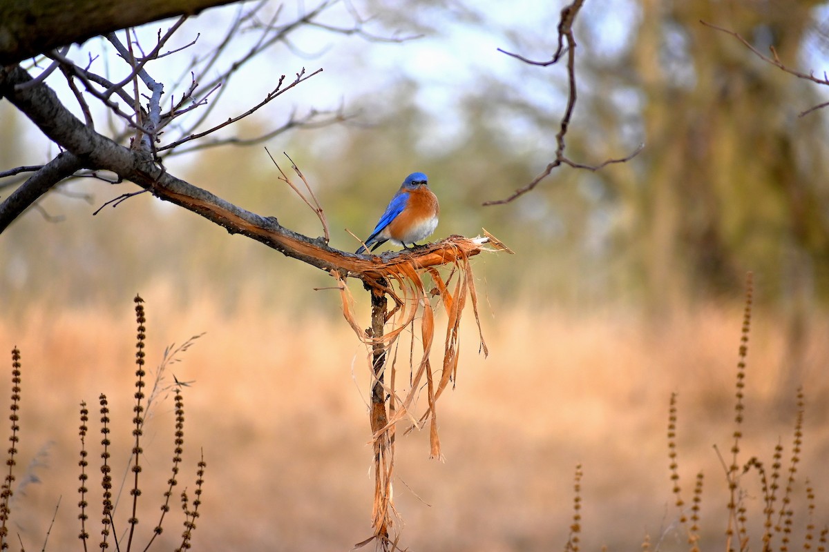 Eastern Bluebird - ML292927231