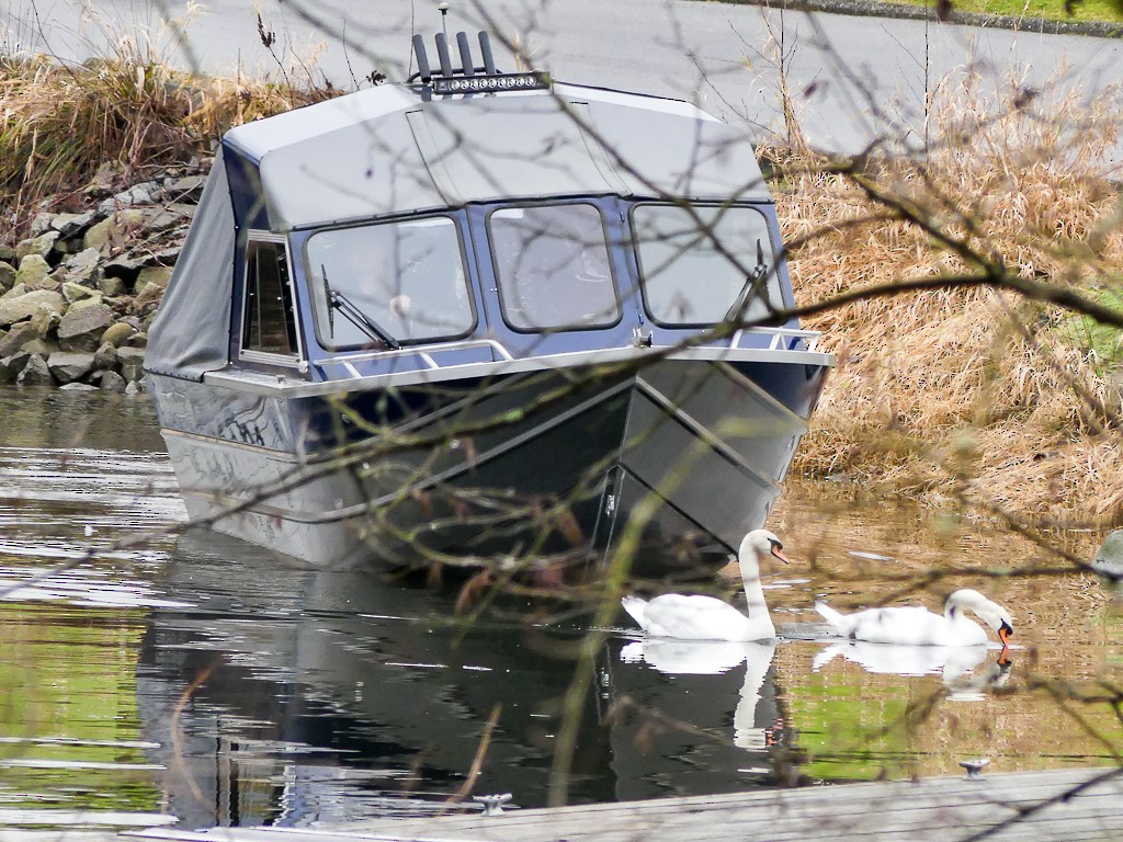 Cygne tuberculé - ML292927871