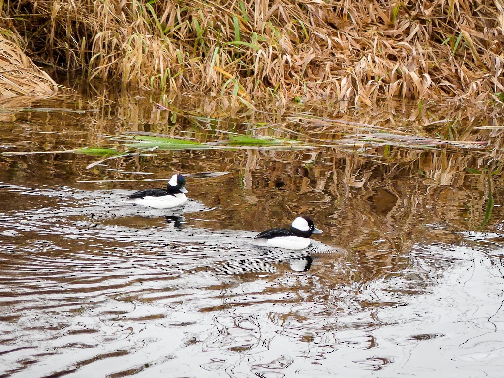 Bufflehead - ML292928051