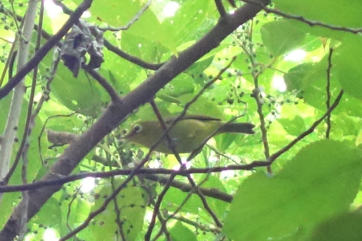 Yellow-fronted White-eye - Dominik Maximilián Ramík