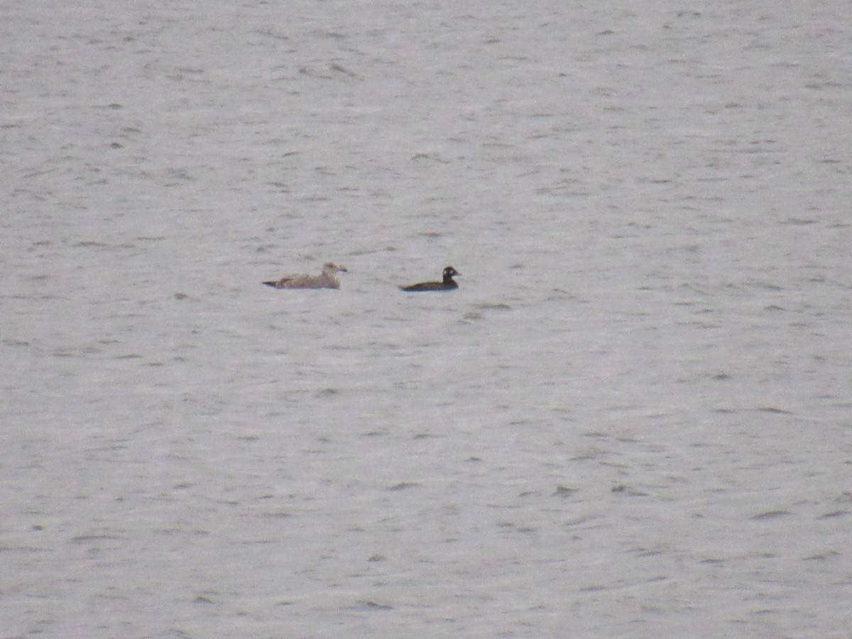 White-winged Scoter - ML292931061