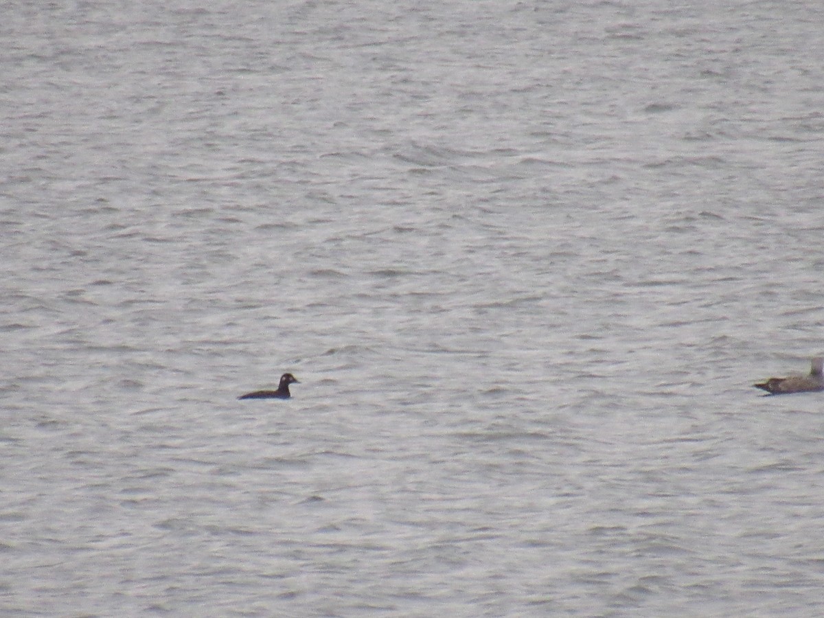 White-winged Scoter - ML292931081