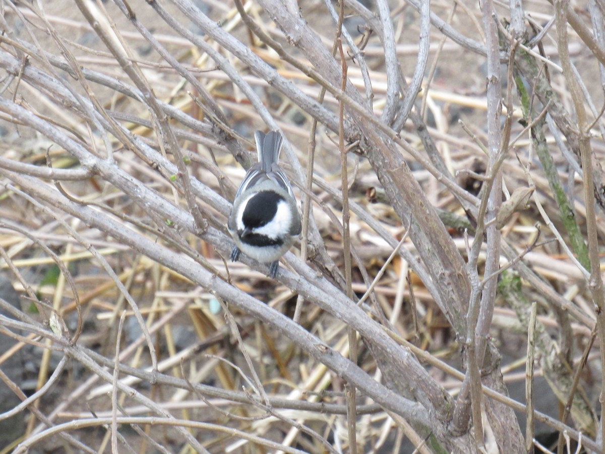 Black-capped Chickadee - ML292931191