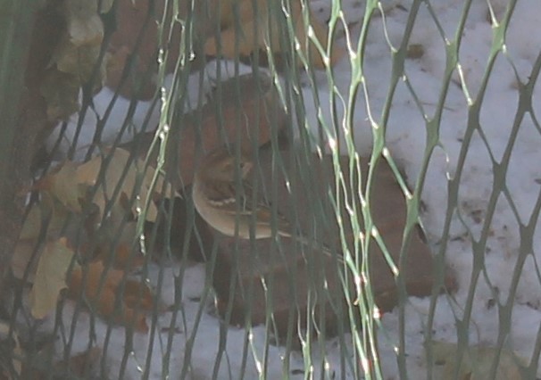 Field Sparrow - ML292931351