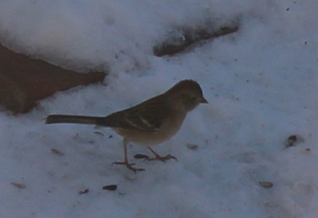 Field Sparrow - ML292931371