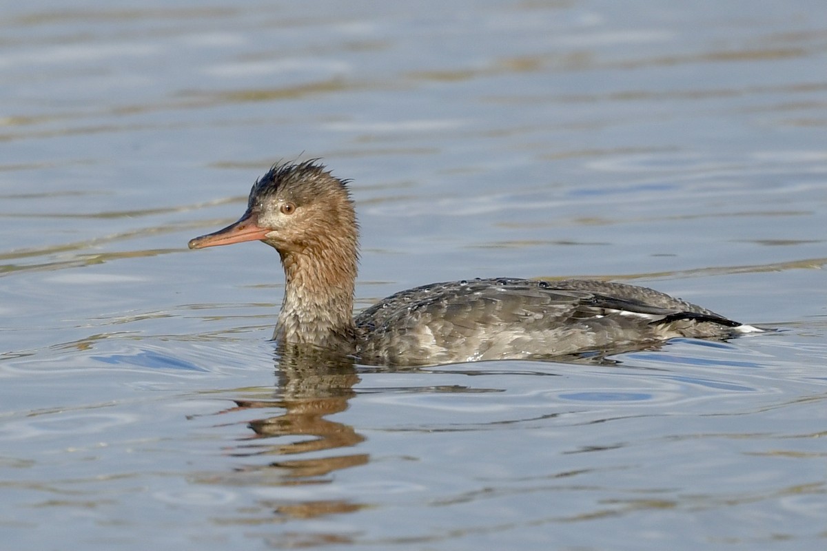 Red-breasted Merganser - ML292933451