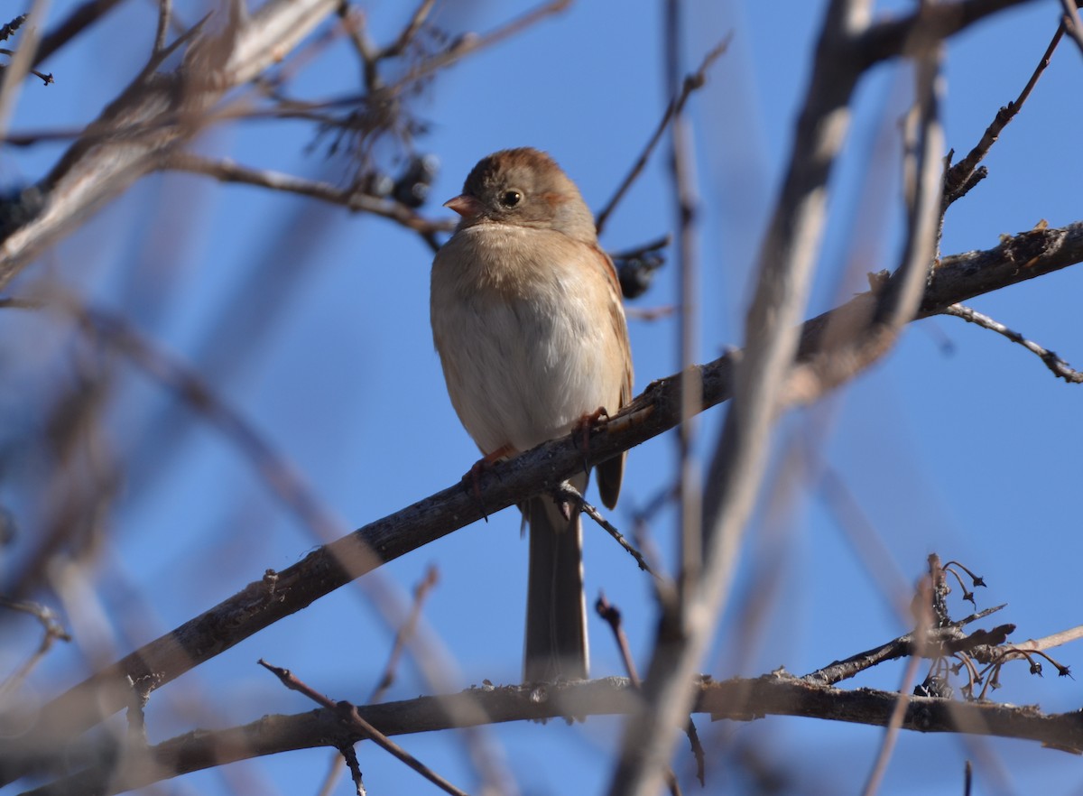 Field Sparrow - ML292933461