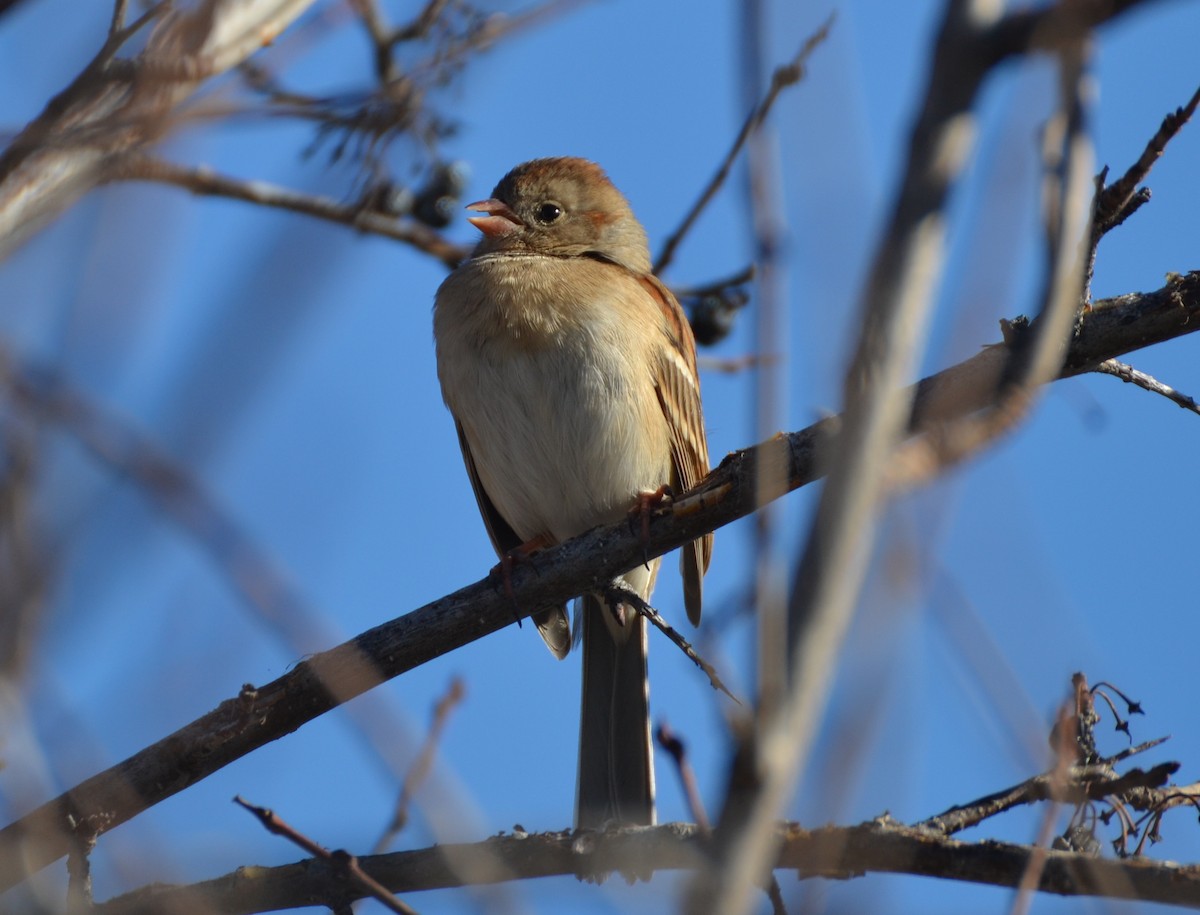Field Sparrow - ML292933501