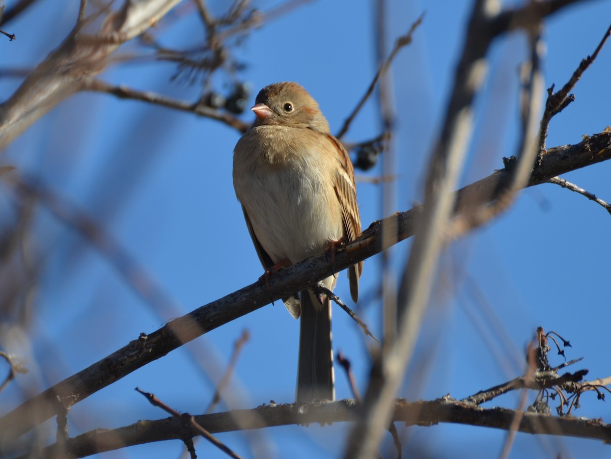 Field Sparrow - ML292933561