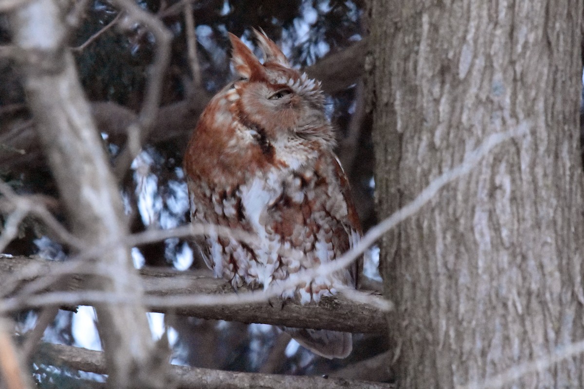 Eastern Screech-Owl - ML292933891