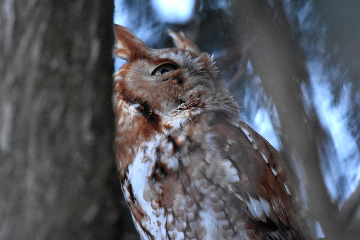 Eastern Screech-Owl - ML292933911