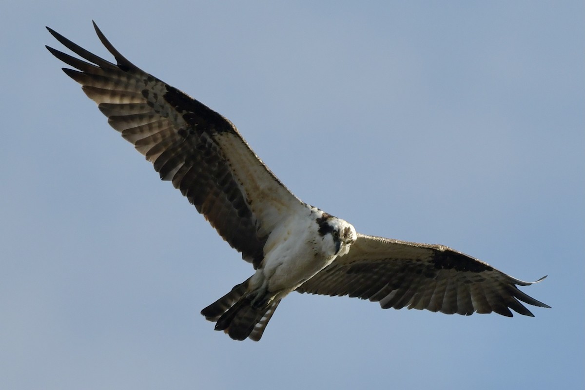 Osprey - ML292933951