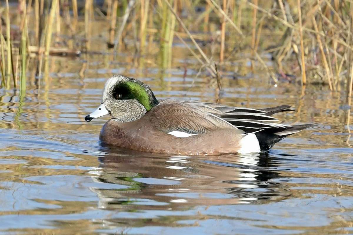 American Wigeon - David Theobald