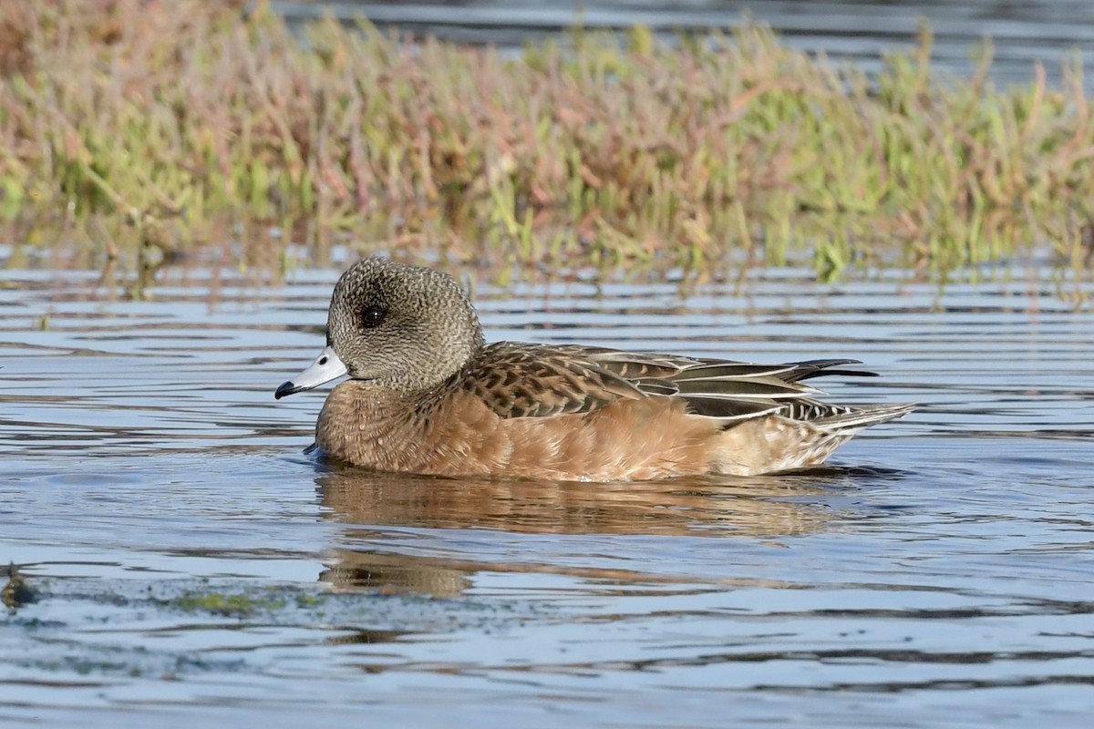 American Wigeon - ML292935421