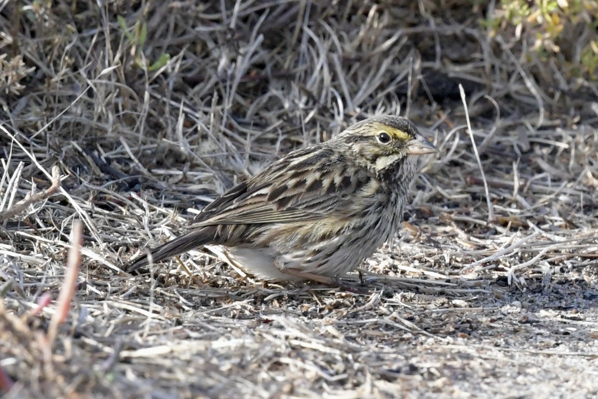 Savannah Sparrow (Belding's) - David Theobald