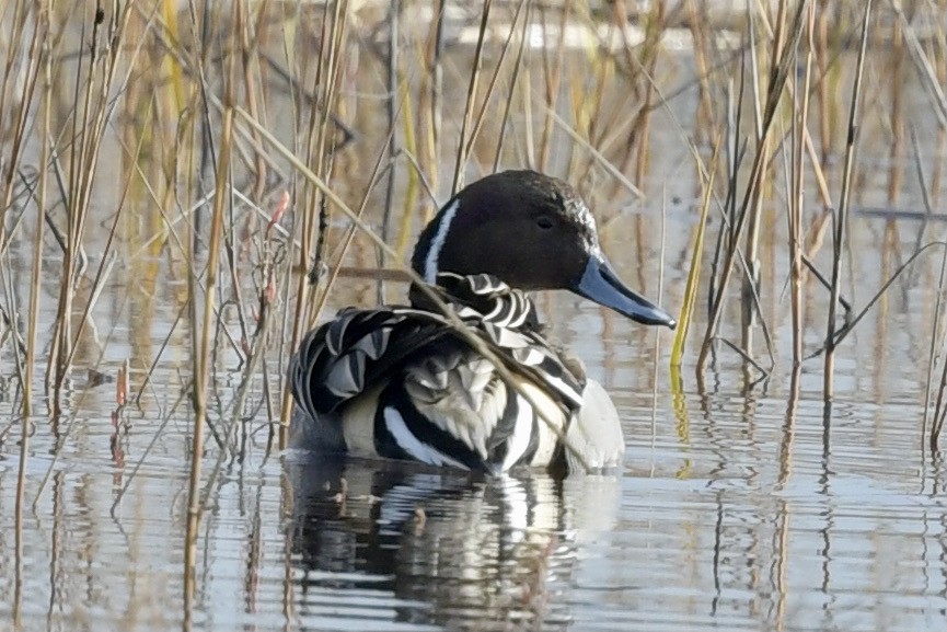 Northern Pintail - ML292936951