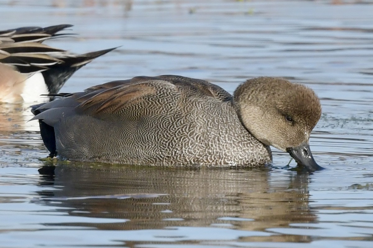 Gadwall - ML292937331