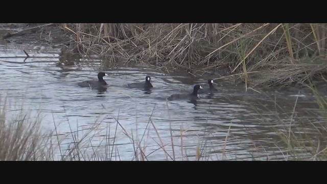 Foulque d'Amérique (forme à cachet rouge) - ML292937761