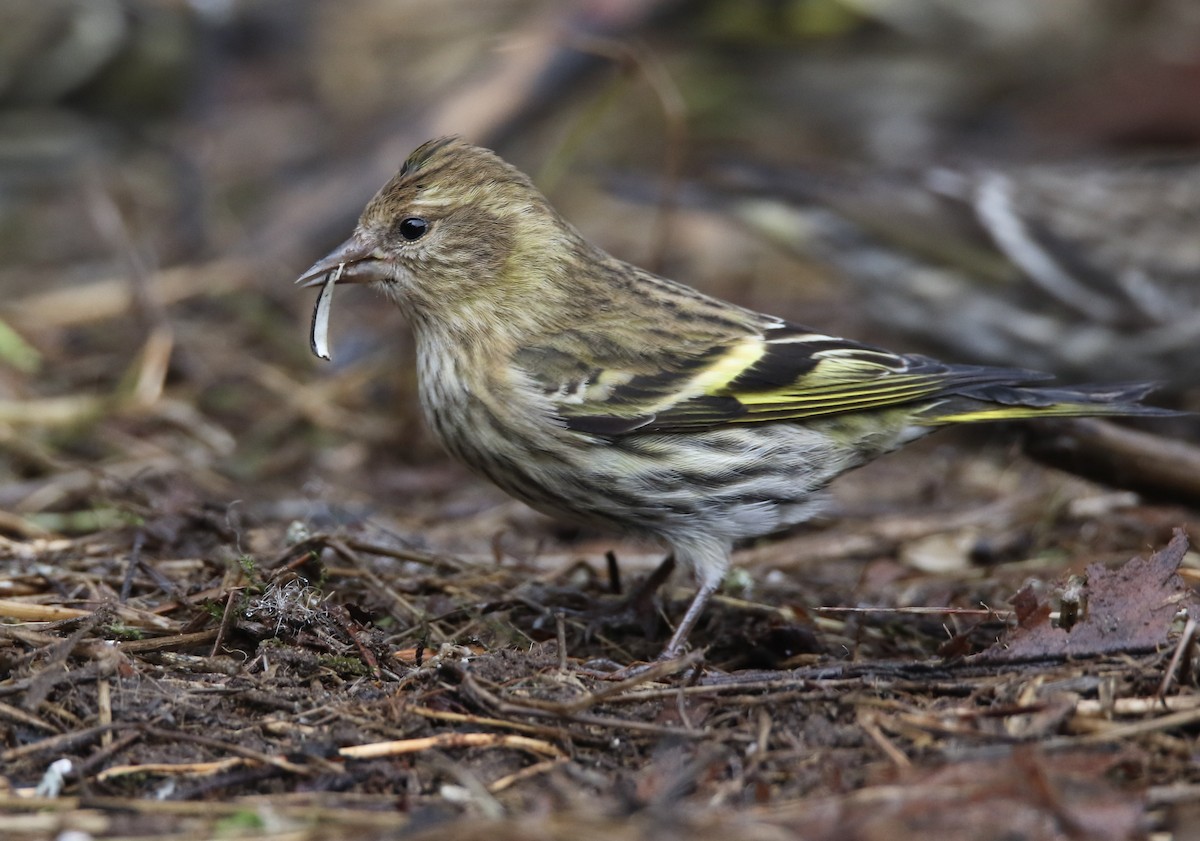 Pine Siskin (green morph) - Liam Hutcheson