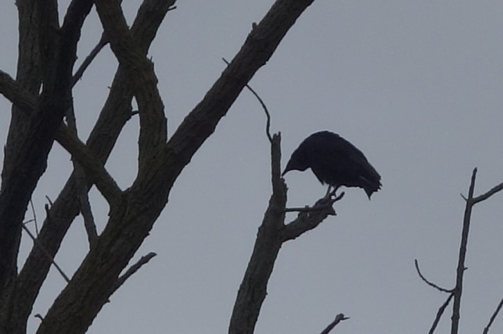 Black Vulture - Warren Grody