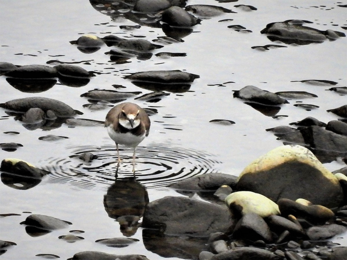 Long-billed Plover - ML292940031