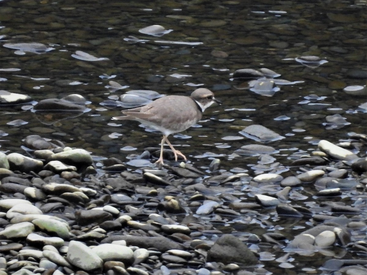 Long-billed Plover - ML292940051