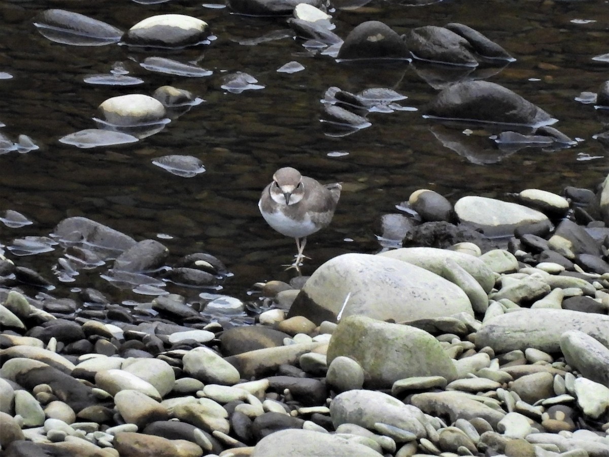 Long-billed Plover - ML292940101