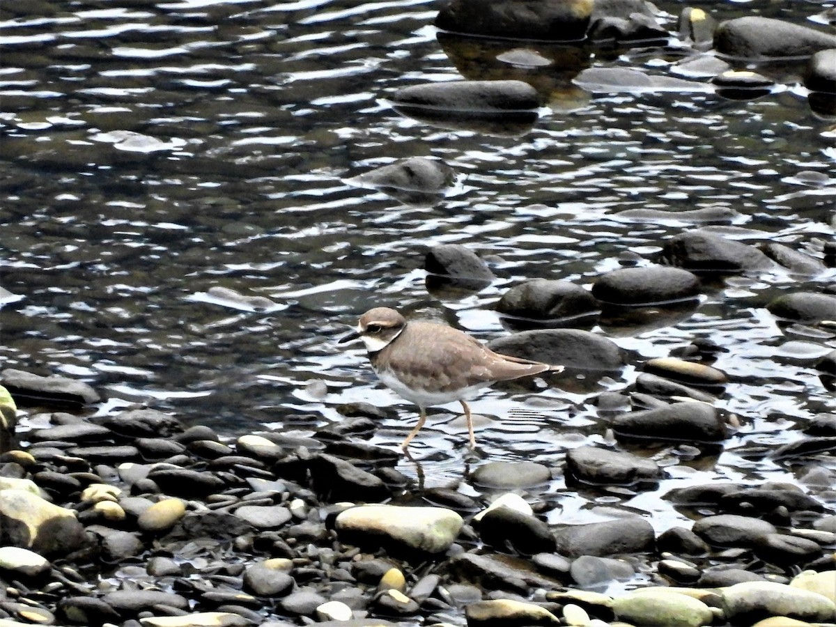 Long-billed Plover - ML292940111