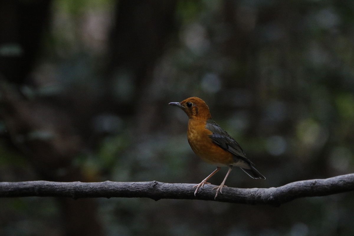 Orange-headed Thrush - ML292940691