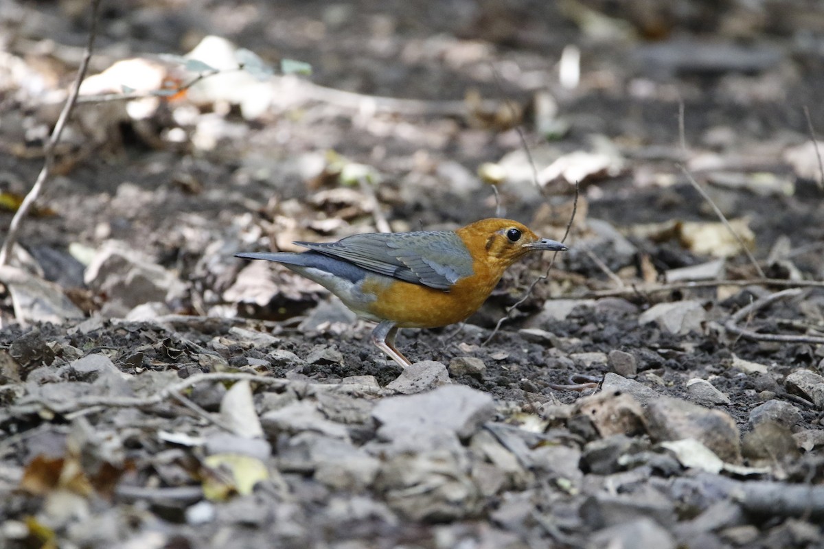 Orange-headed Thrush - ML292940911