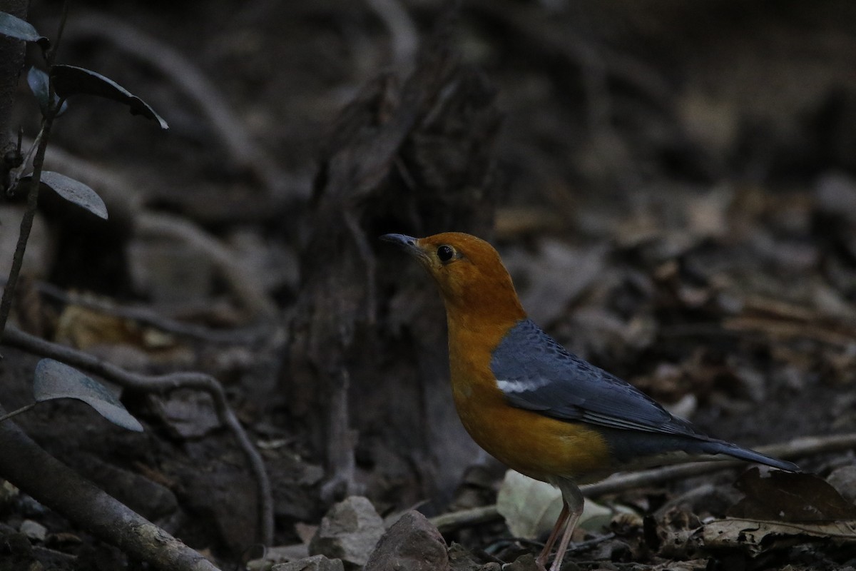 Orange-headed Thrush - Chawin Asavasaetakul