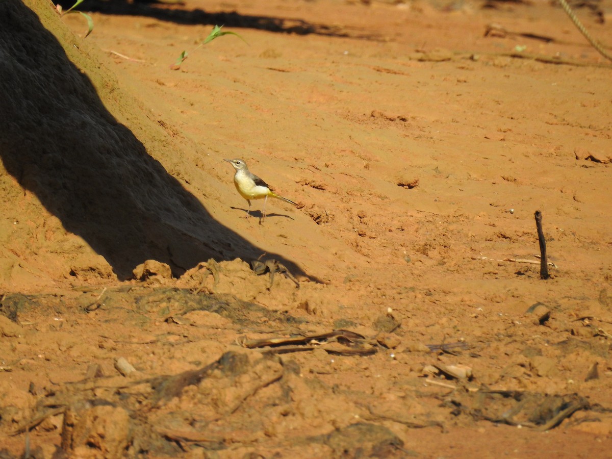 Gray Wagtail - ML292942671