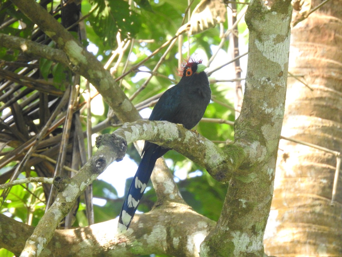 Red-crested Malkoha - ML292942901