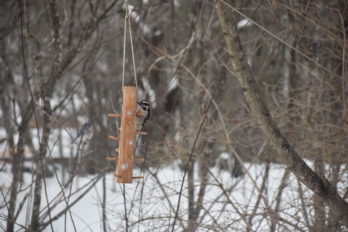 Hairy Woodpecker - ML292944931