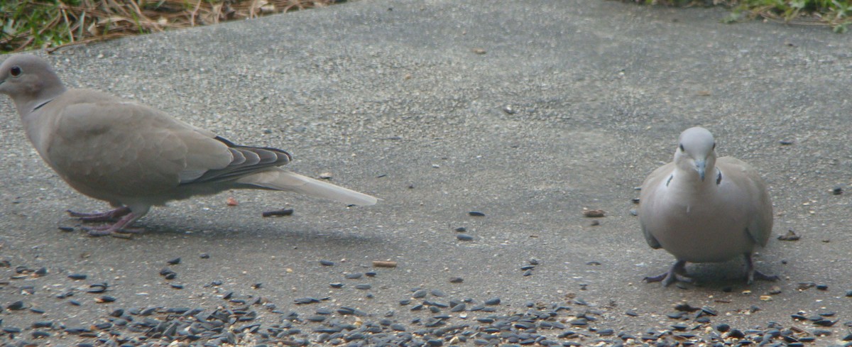 Eurasian Collared-Dove - ML292945971