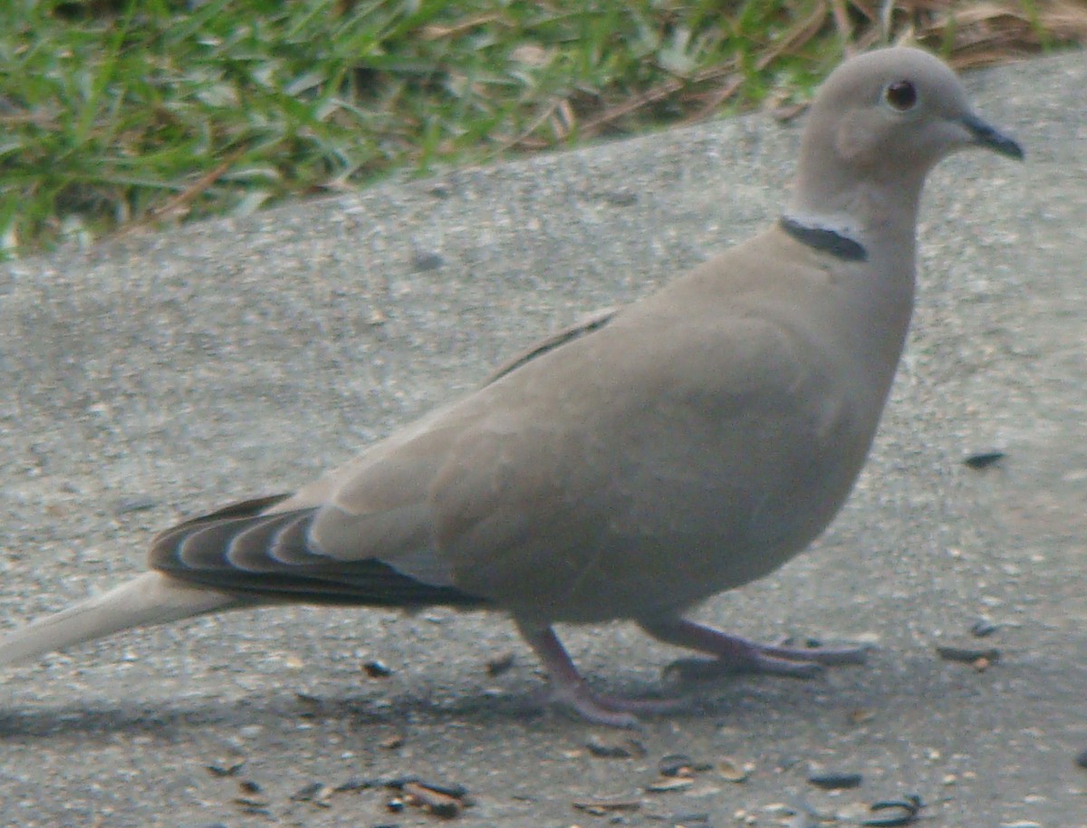 Eurasian Collared-Dove - ML292945991