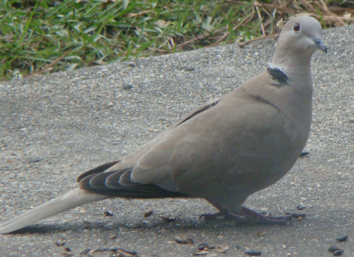 Eurasian Collared-Dove - ML292946021