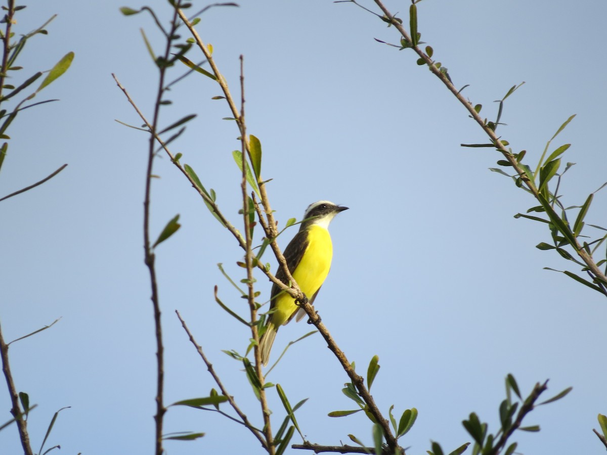 Great Kiskadee - Becky Flanigan