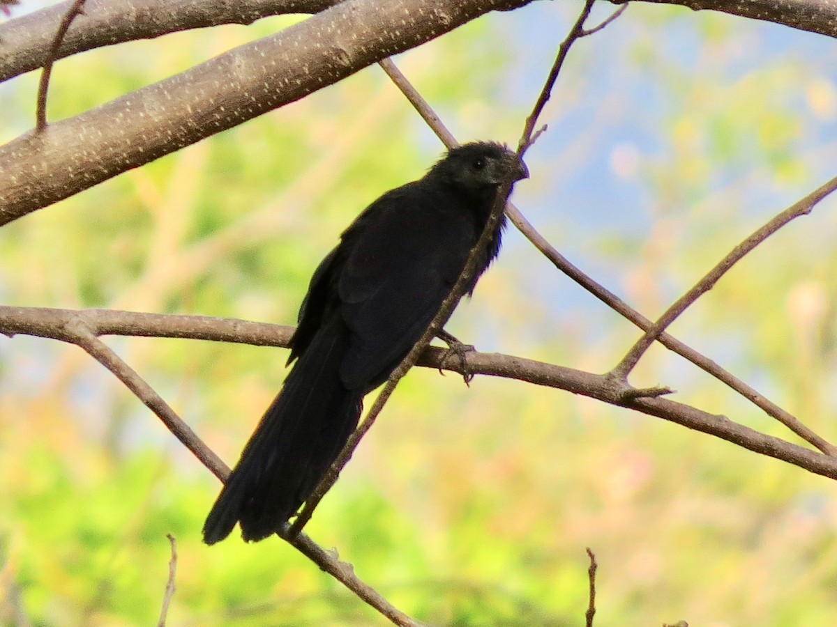 Groove-billed Ani - Becky Flanigan