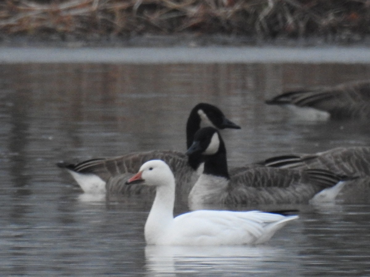 Snow Goose - ML292949171