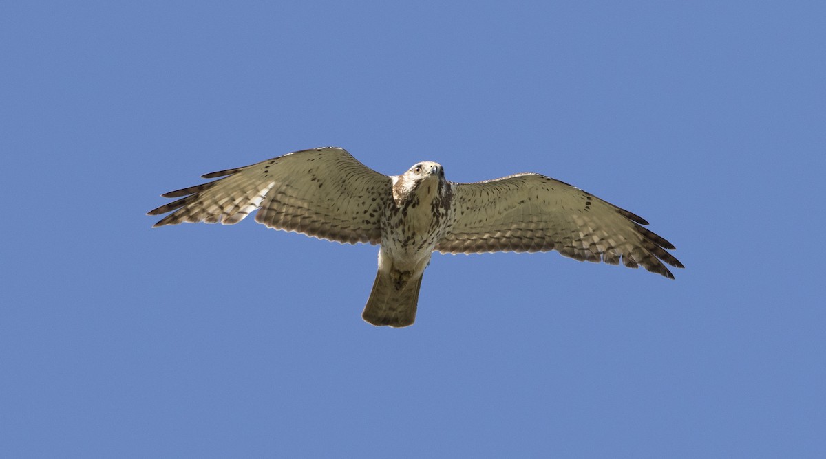 Broad-winged Hawk - ML29294951