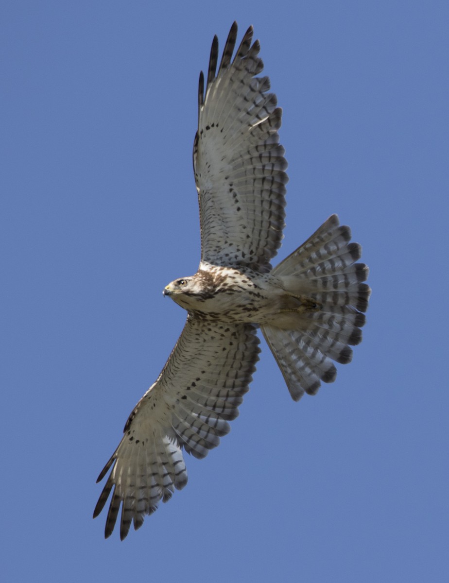 Broad-winged Hawk - ML29294991