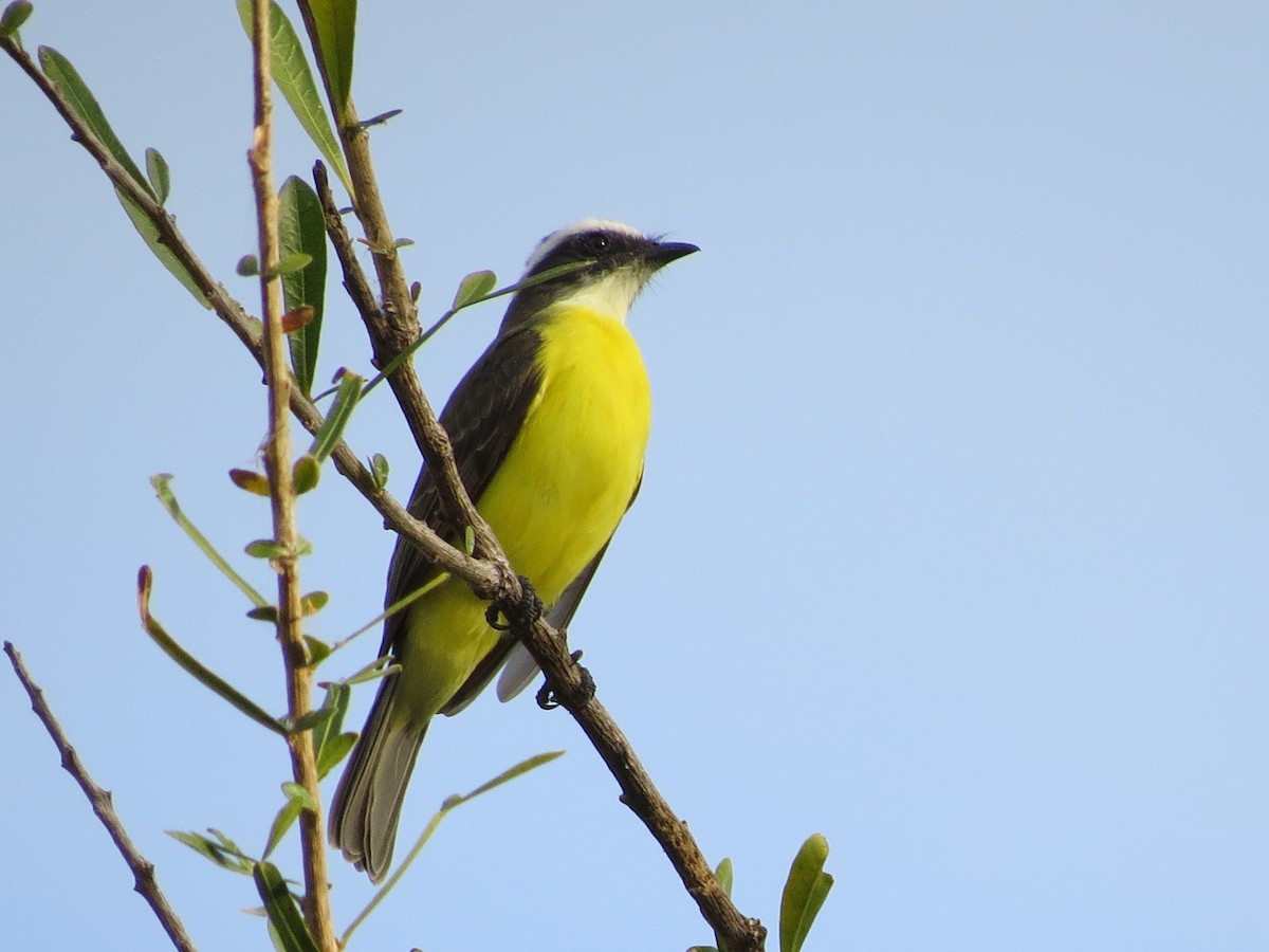 Great Kiskadee - Becky Flanigan