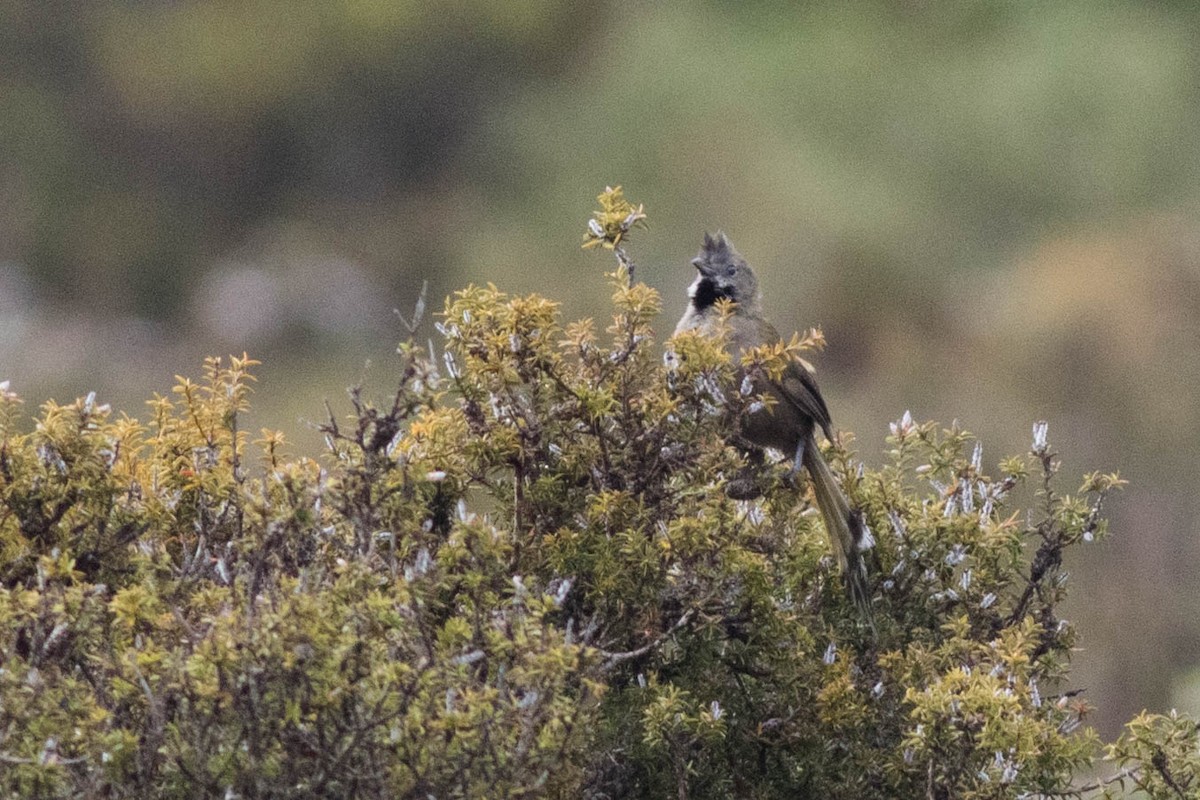 Western Whipbird (Black-throated) - Doug Gochfeld