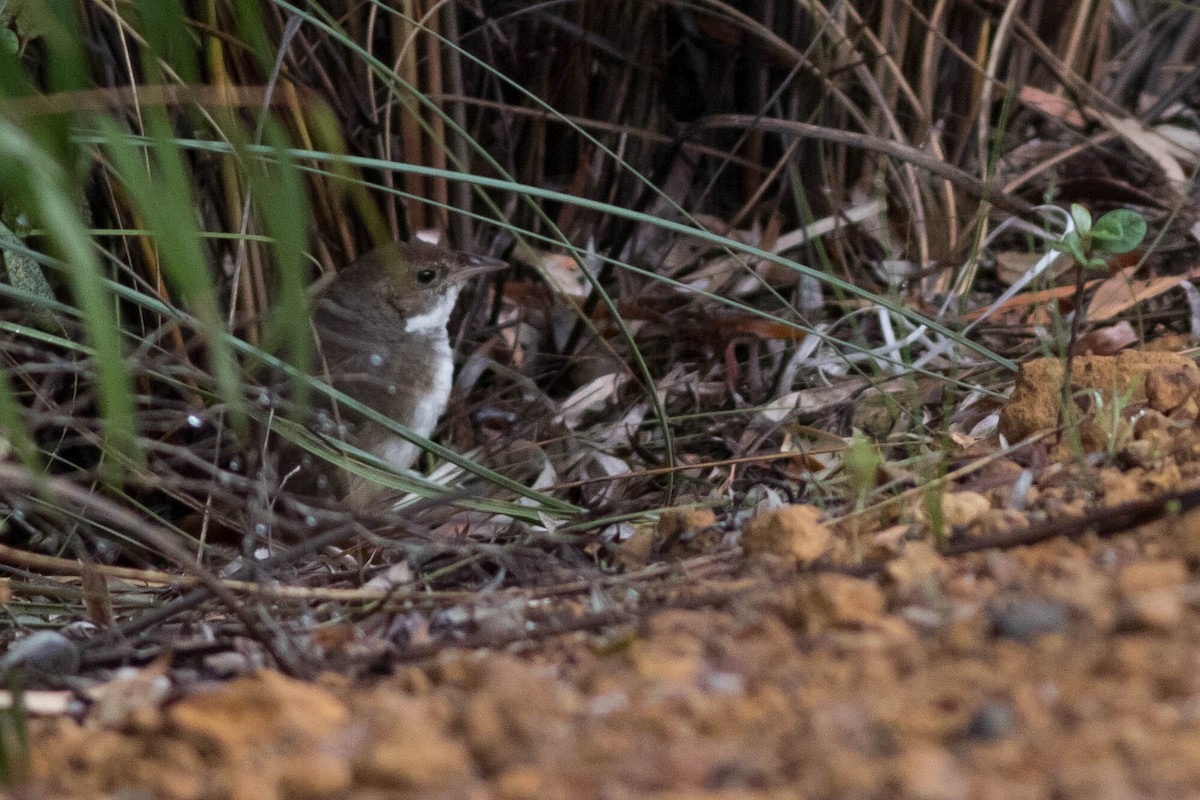 Noisy Scrub-bird - ML292952921