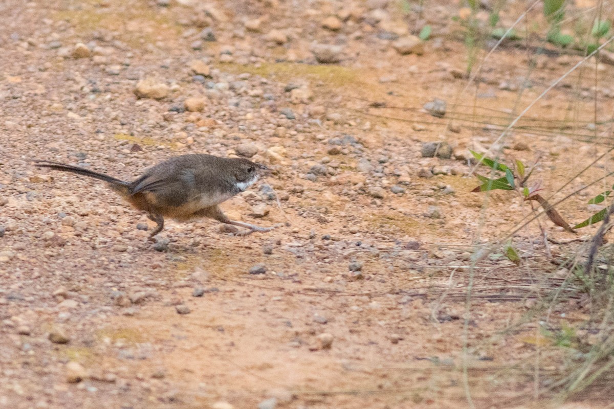 Noisy Scrub-bird - ML292953351