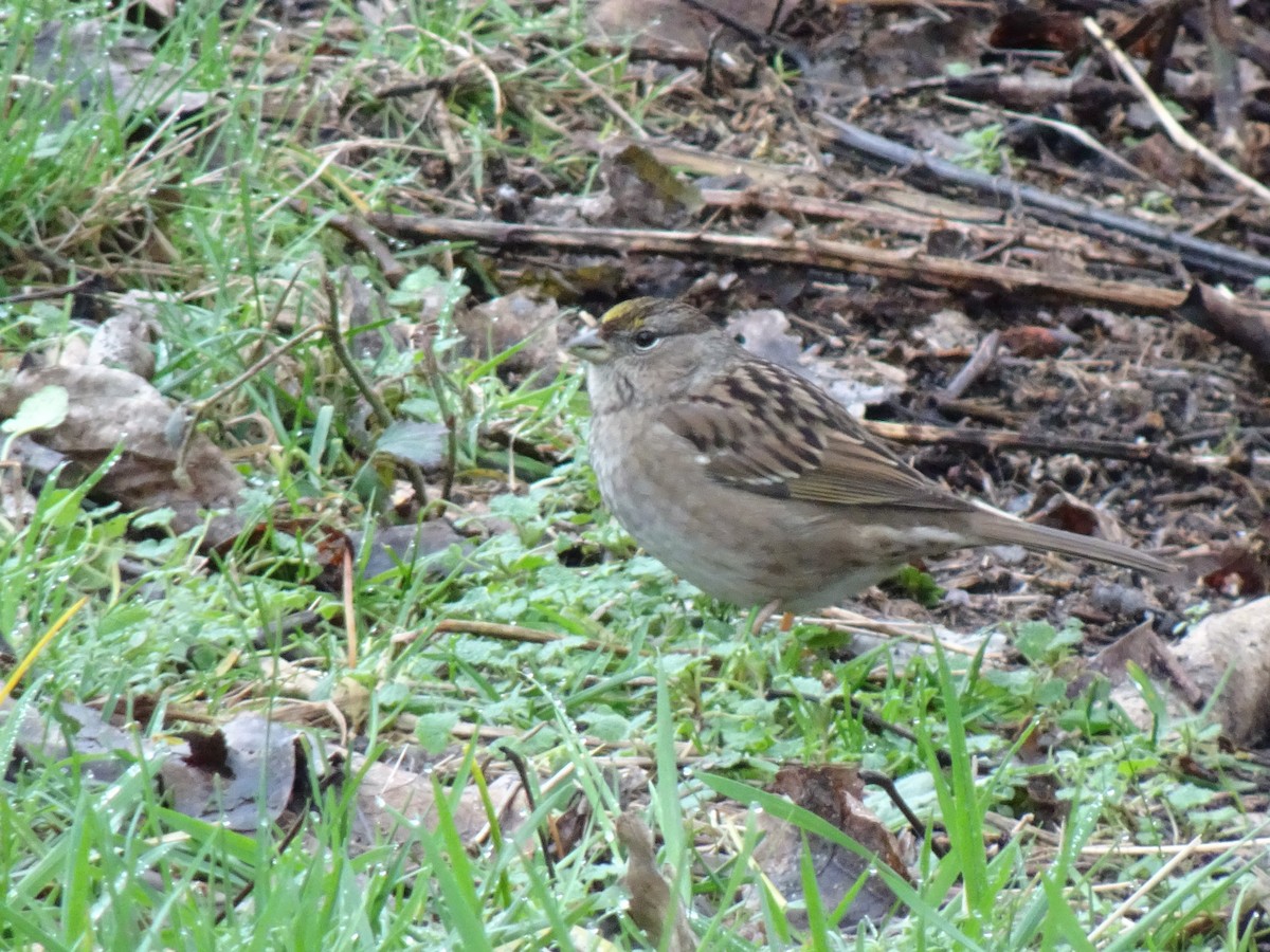 Golden-crowned Sparrow - ML292953461