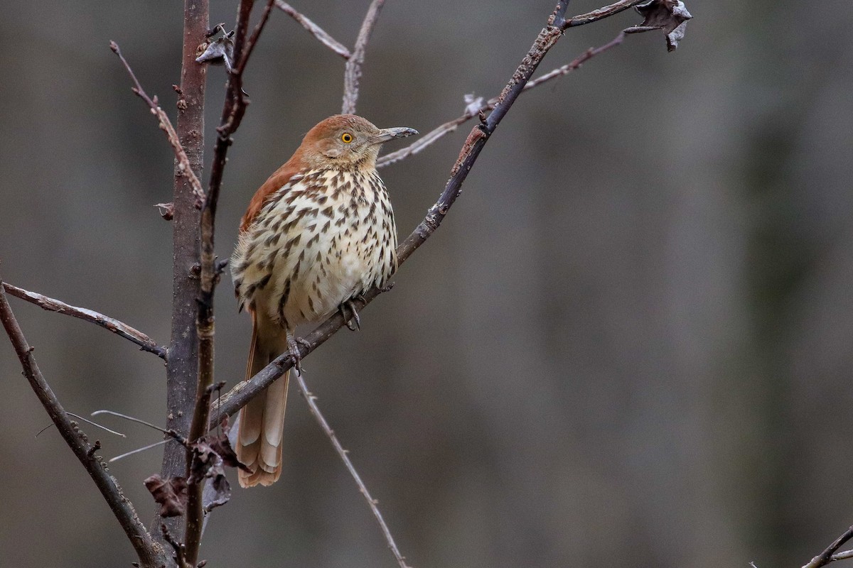 Brown Thrasher - Martina Nordstrand